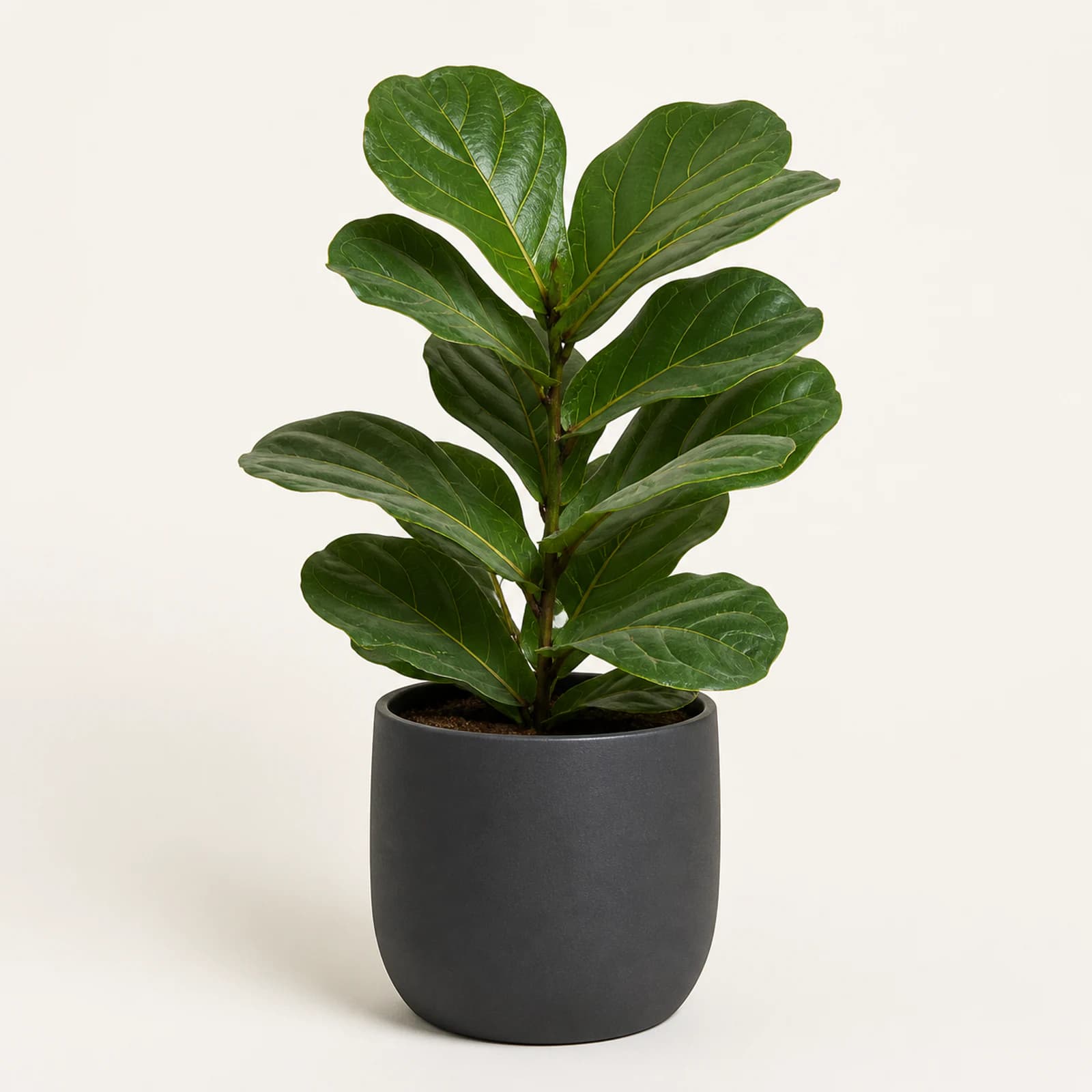 Sample source product photo of a potted plant